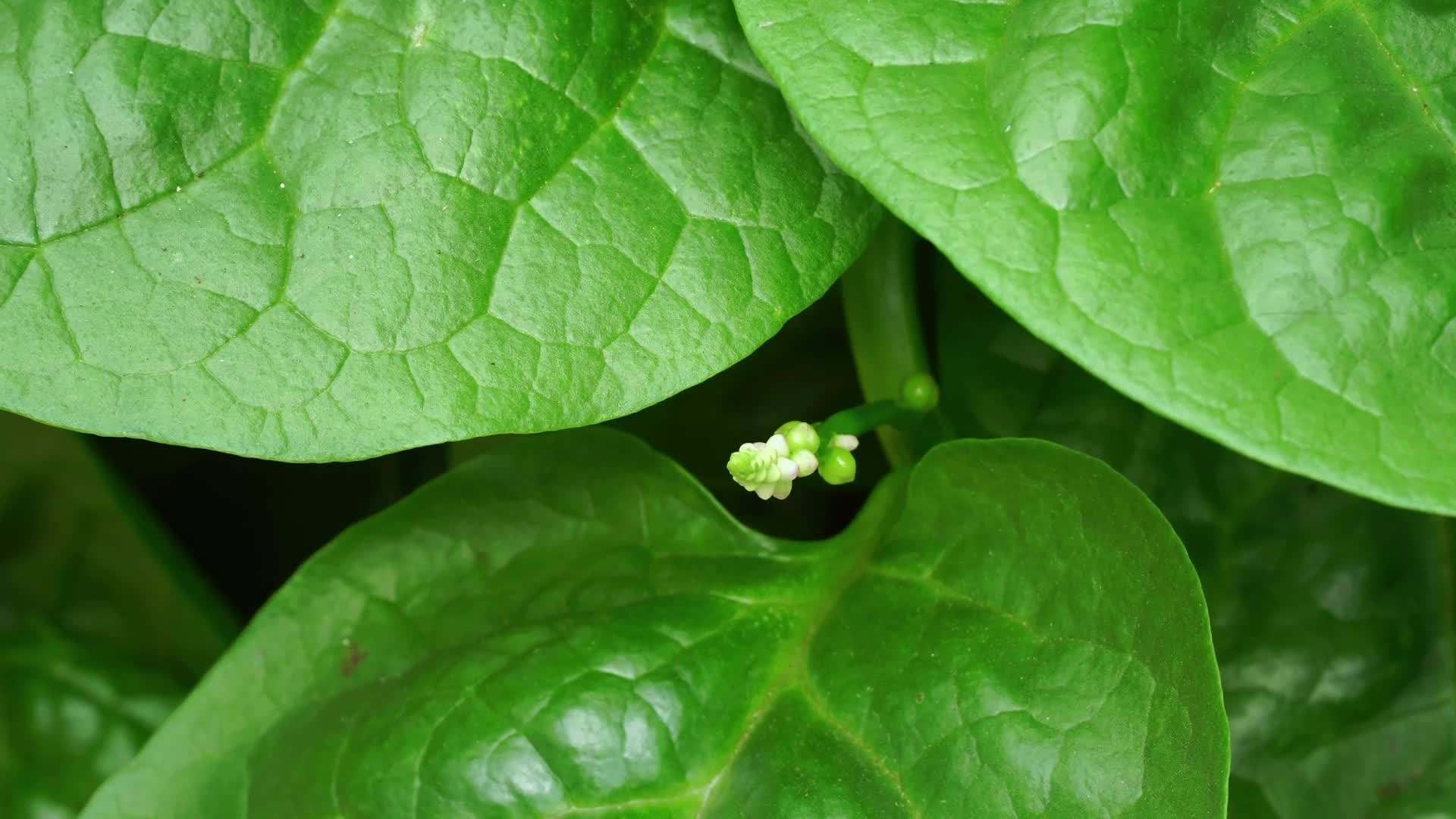 Harvesting Malabar Spinach seeds