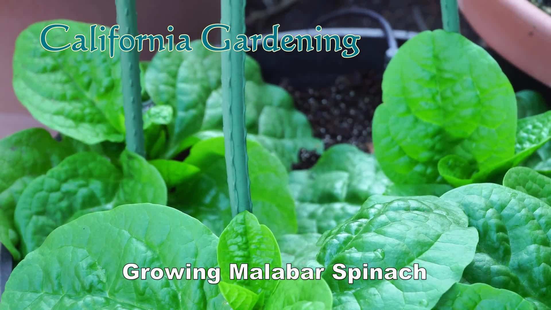 Container with Malabar Spinach plants and supports