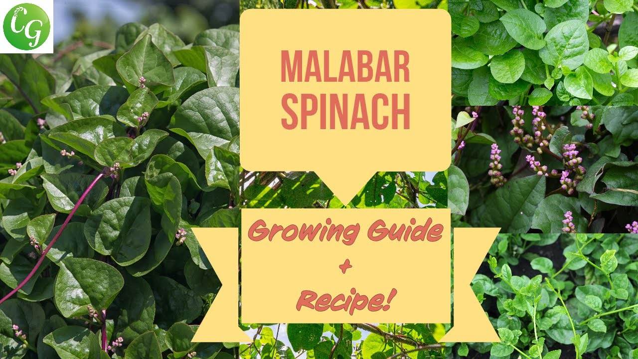 How to Grow & Cook Malabar Spinach: Complete Guide to Basella Alba + Bonus Recipe!