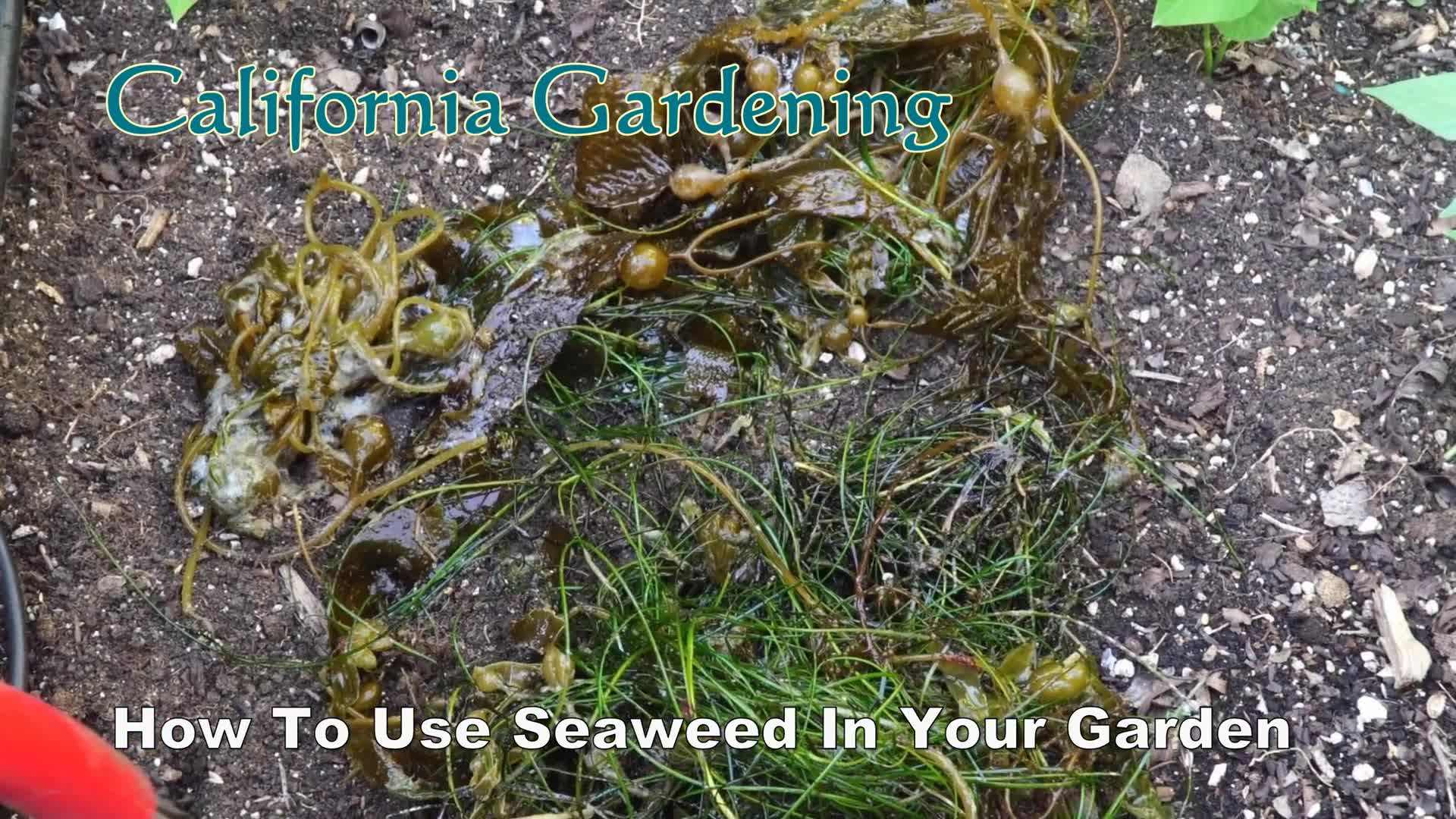 Seaweed as a natural fertilizer and amendment