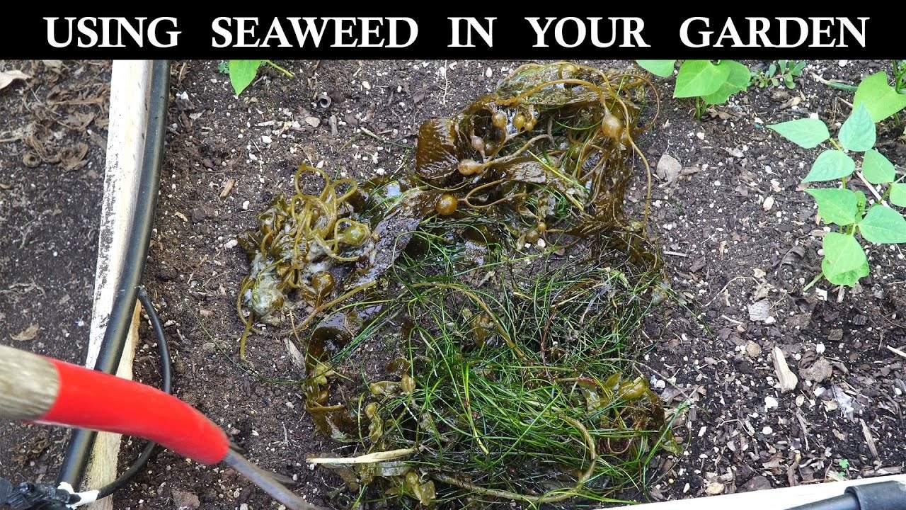 How to Use Seaweed in Your Garden: A Natural Fertilizer and Amendment