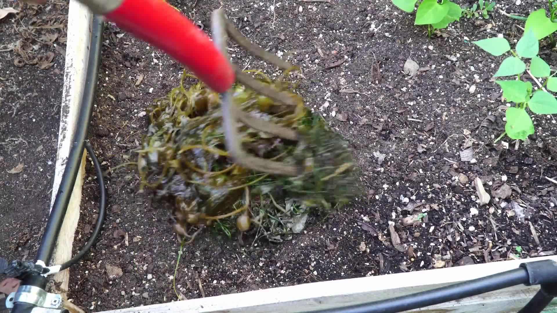 Spreading seaweed on a raised bed