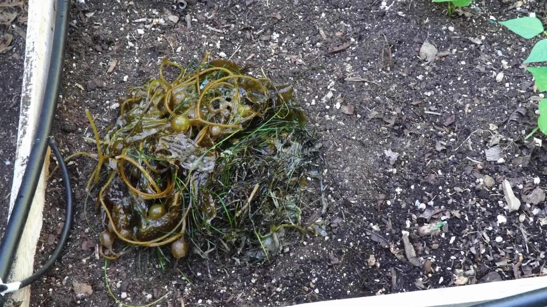 Winter melon harvested from a raised bed