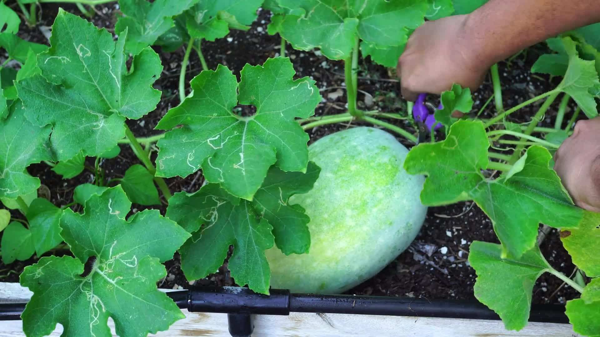 Harvesting winter melon from a raised bed