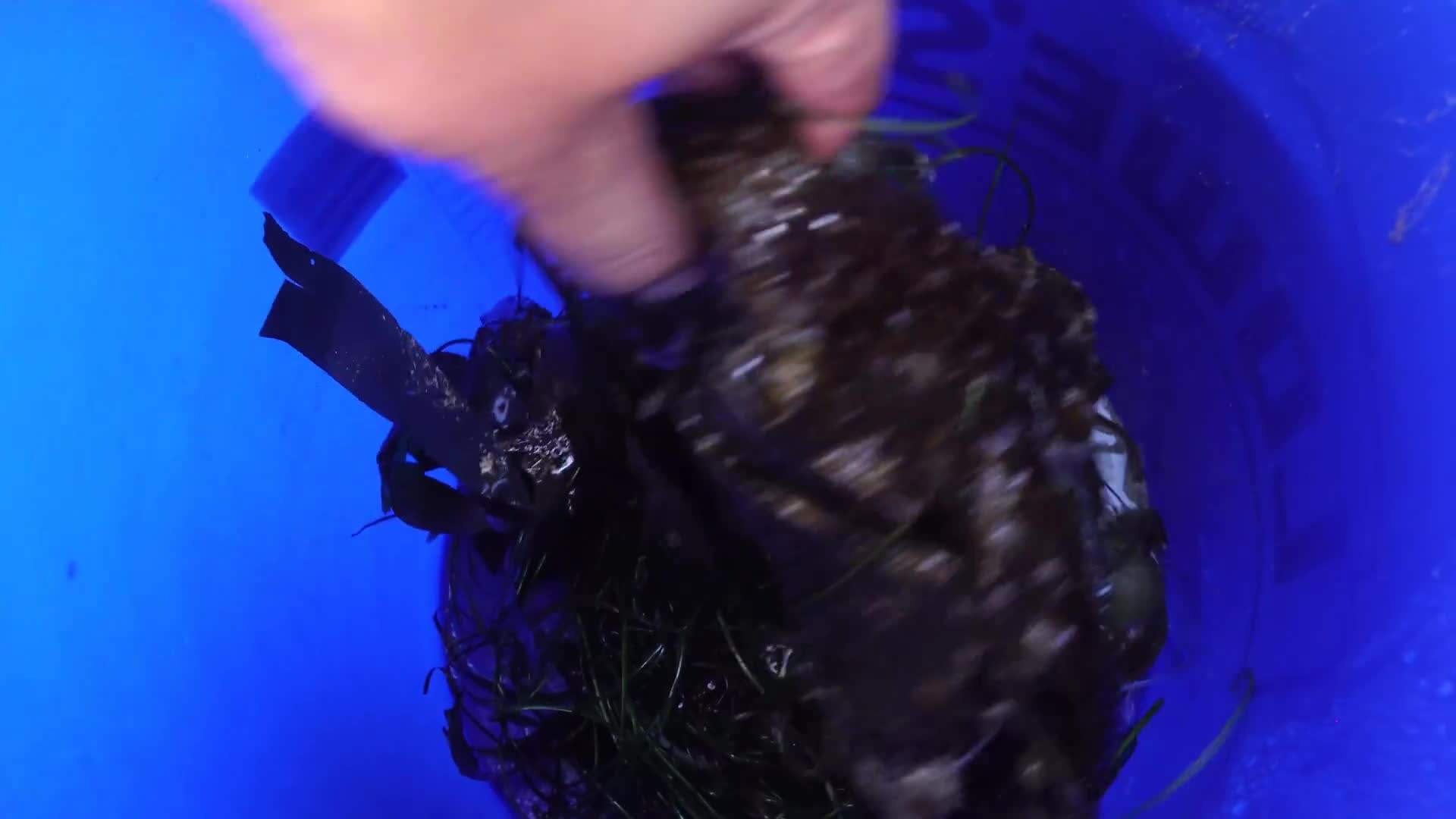 Rinsing seaweed in a bucket of water