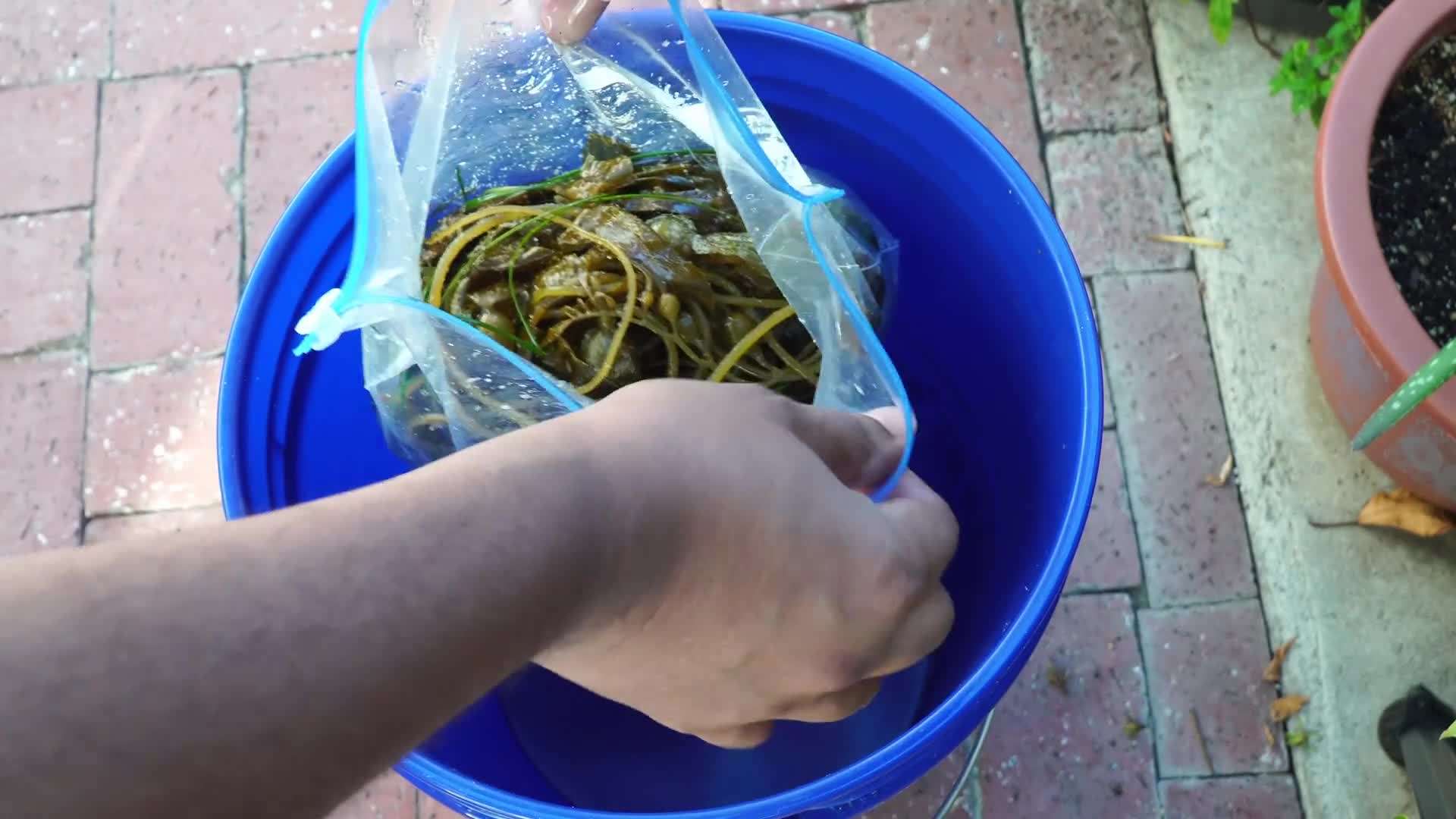 Collecting seaweed from the beach