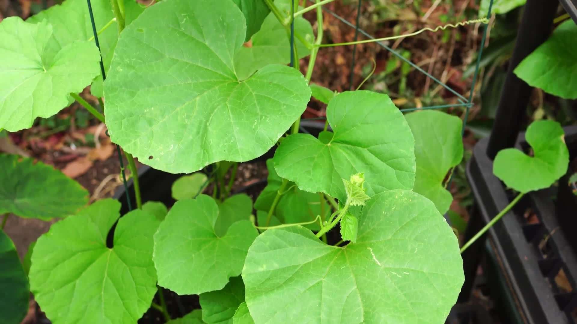 Growing Armenian Cucumbers In Containers A Comprehensive Guide