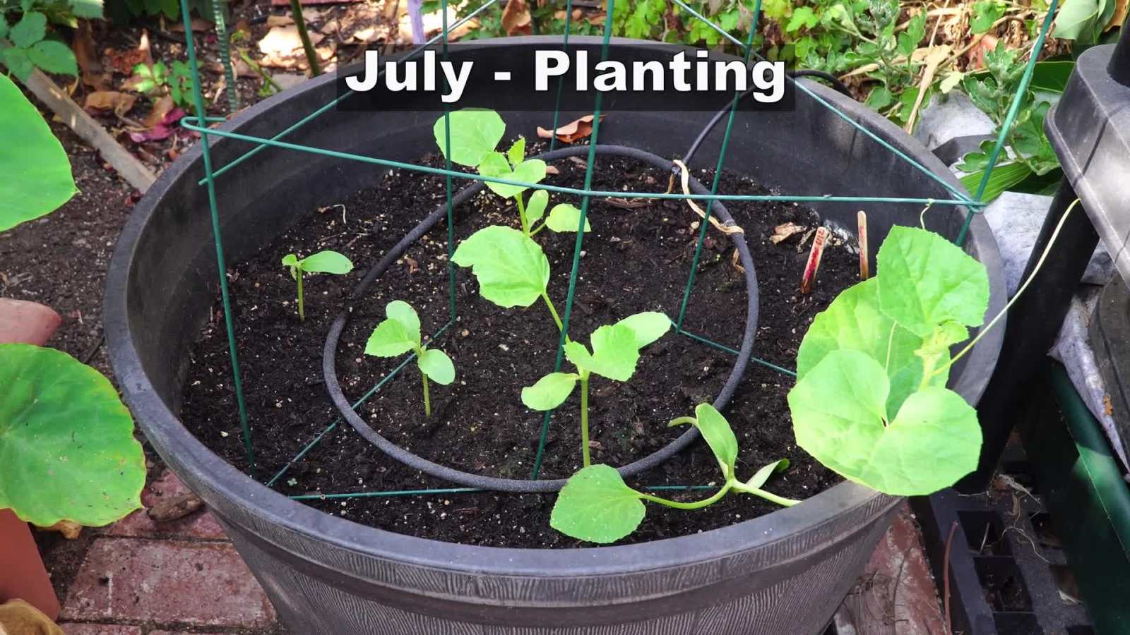 Growing Armenian Cucumbers In Containers A Comprehensive Guide