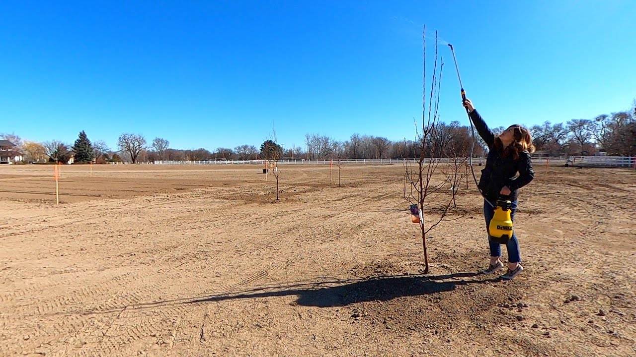 Spraying Fruit Trees: Dormant Oil and Liquid Copper for Overwintering Insects & Disease