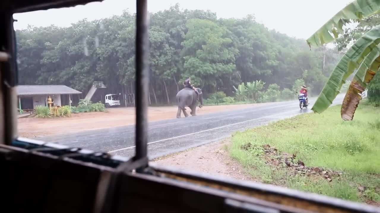 Exploring the lush rainforest of Khao Sok