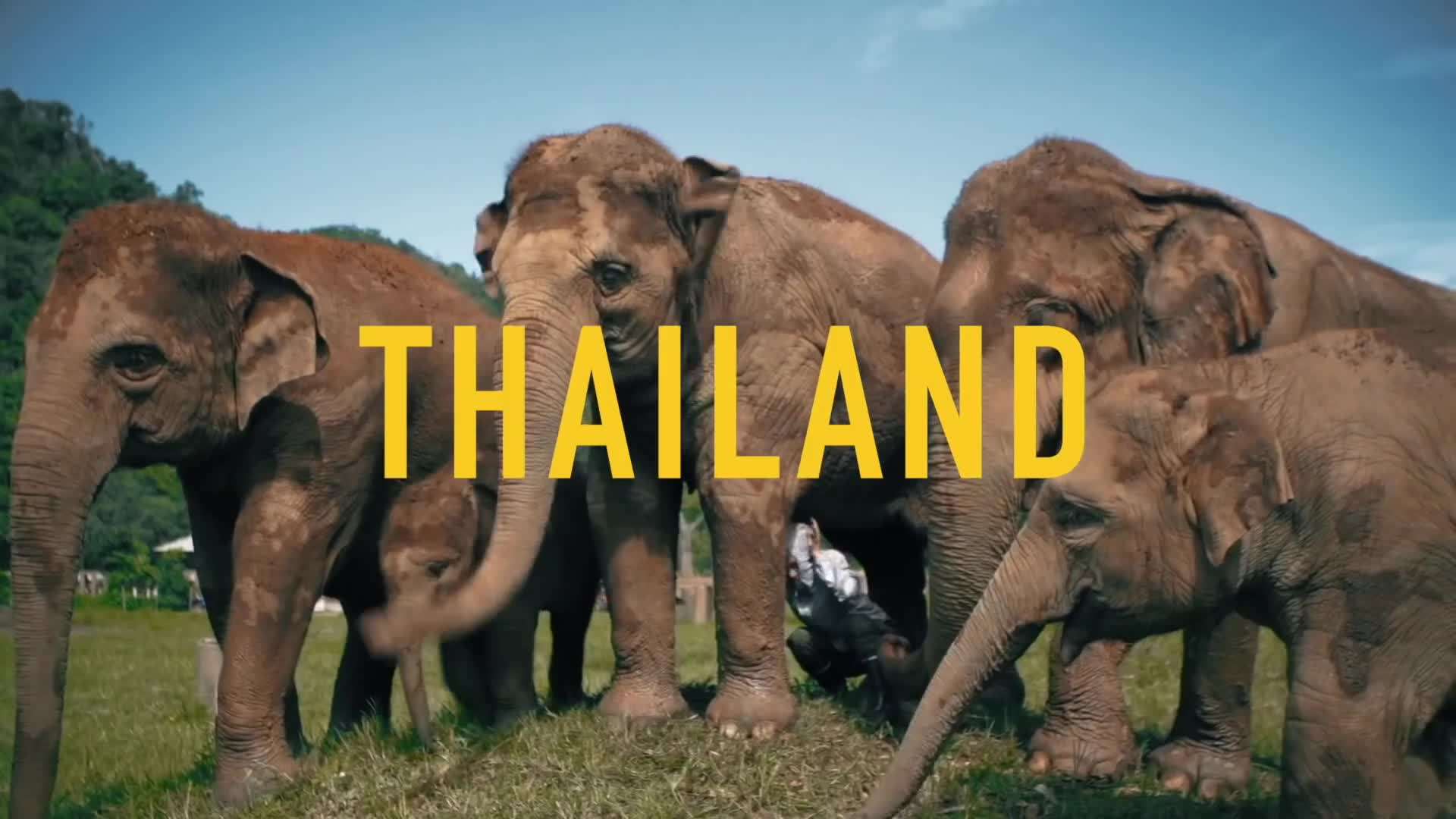 Nightlife Celebrations