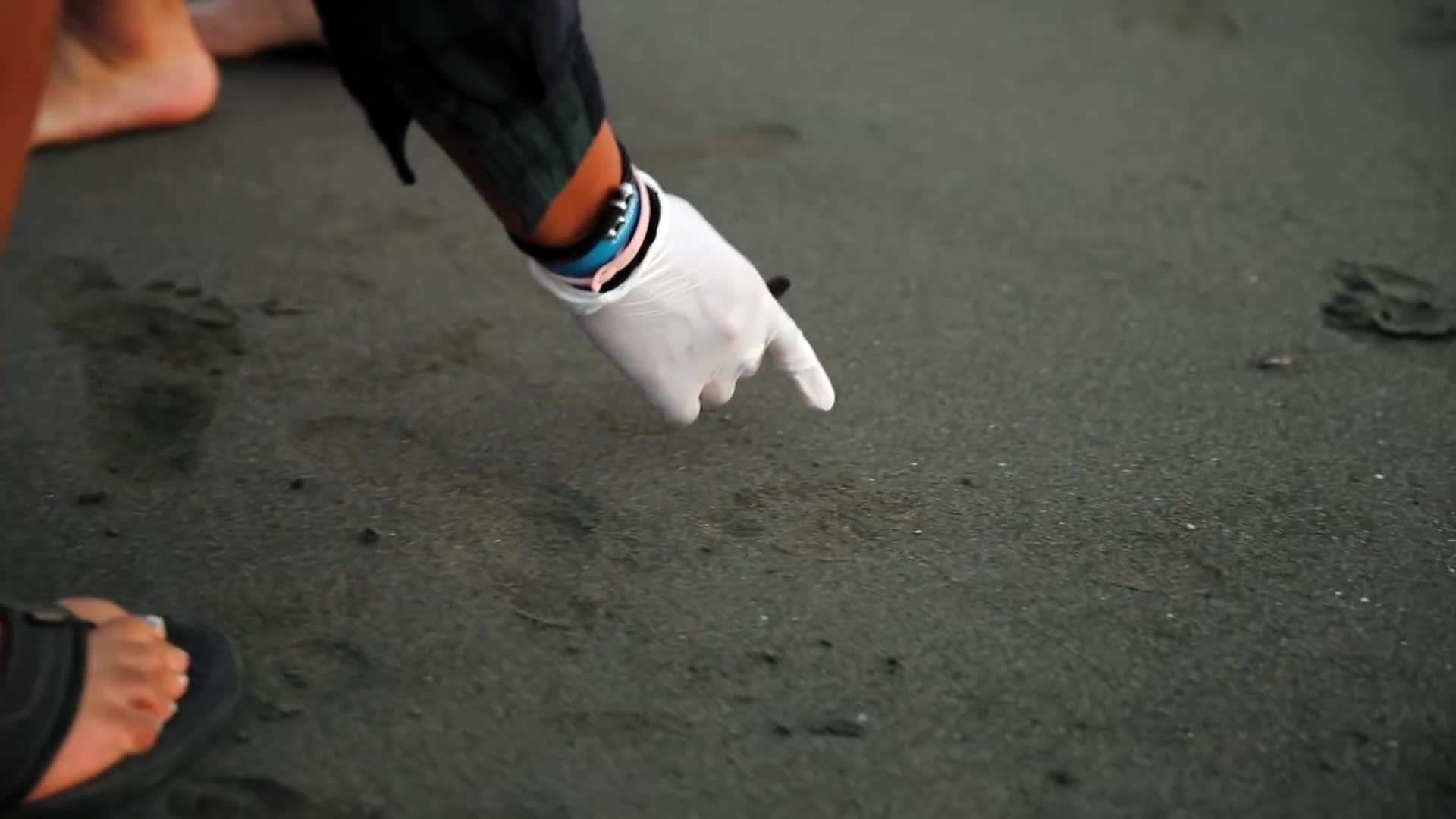 Releasing Sea Turtles into the Ocean