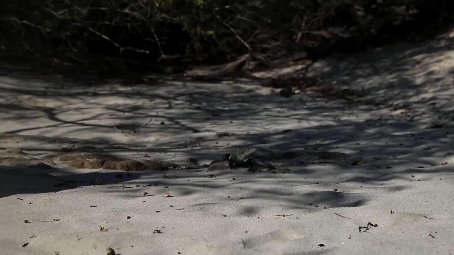 Releasing Sea Turtles