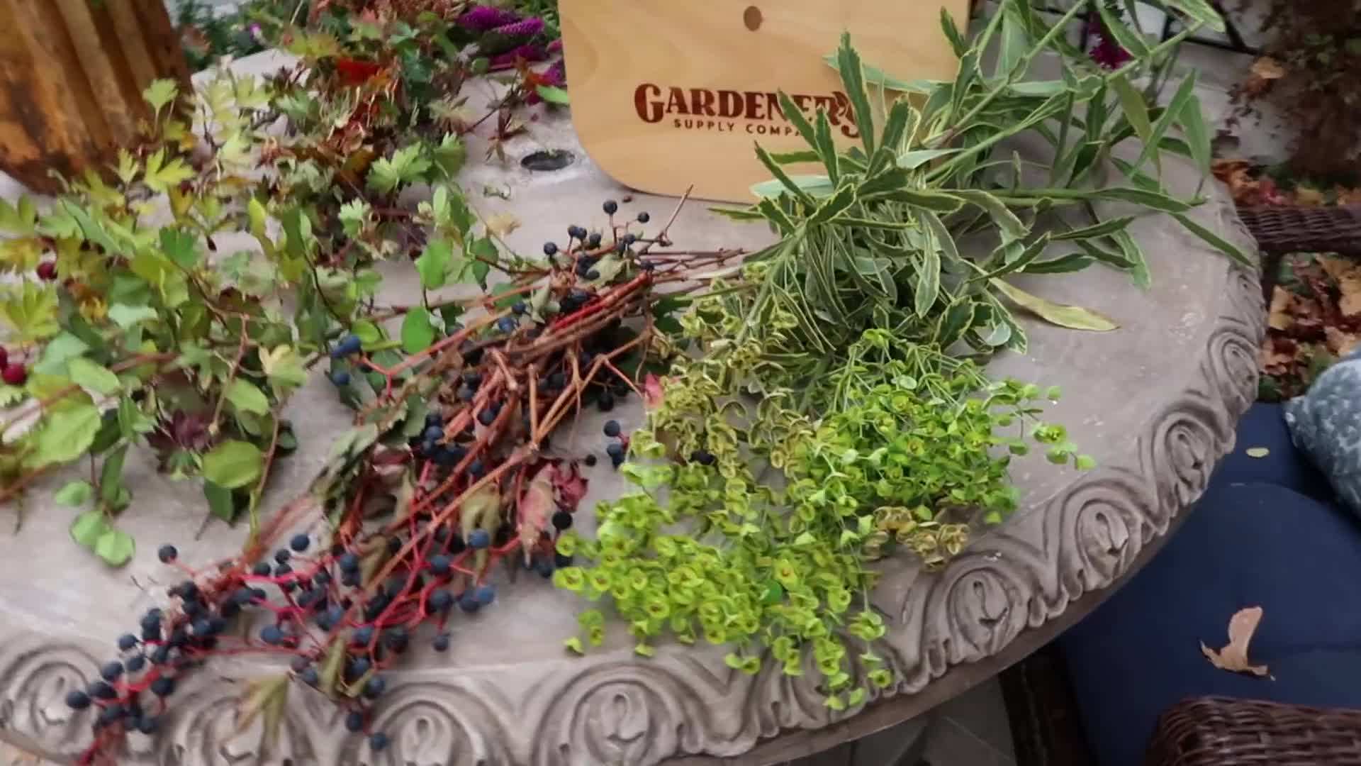 Euphorbia and Virginia Creeper Berries