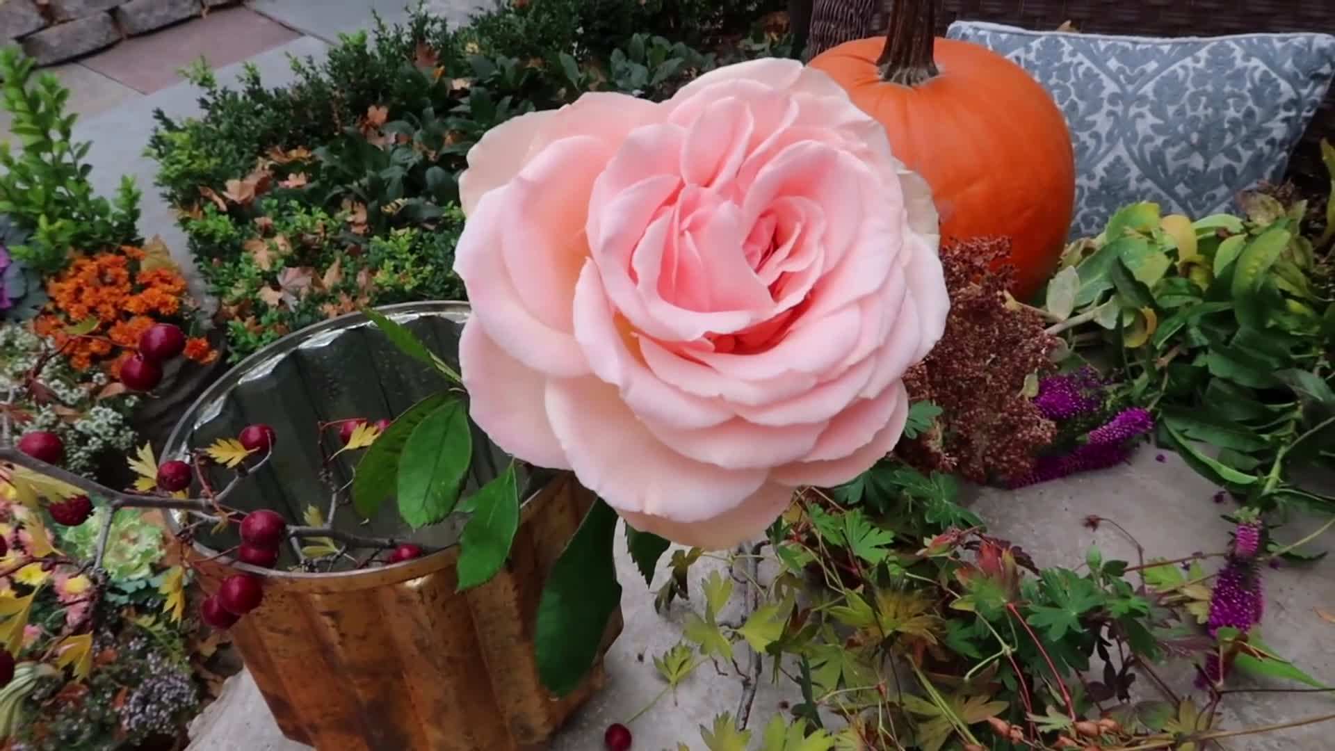 Fully Opened Rose