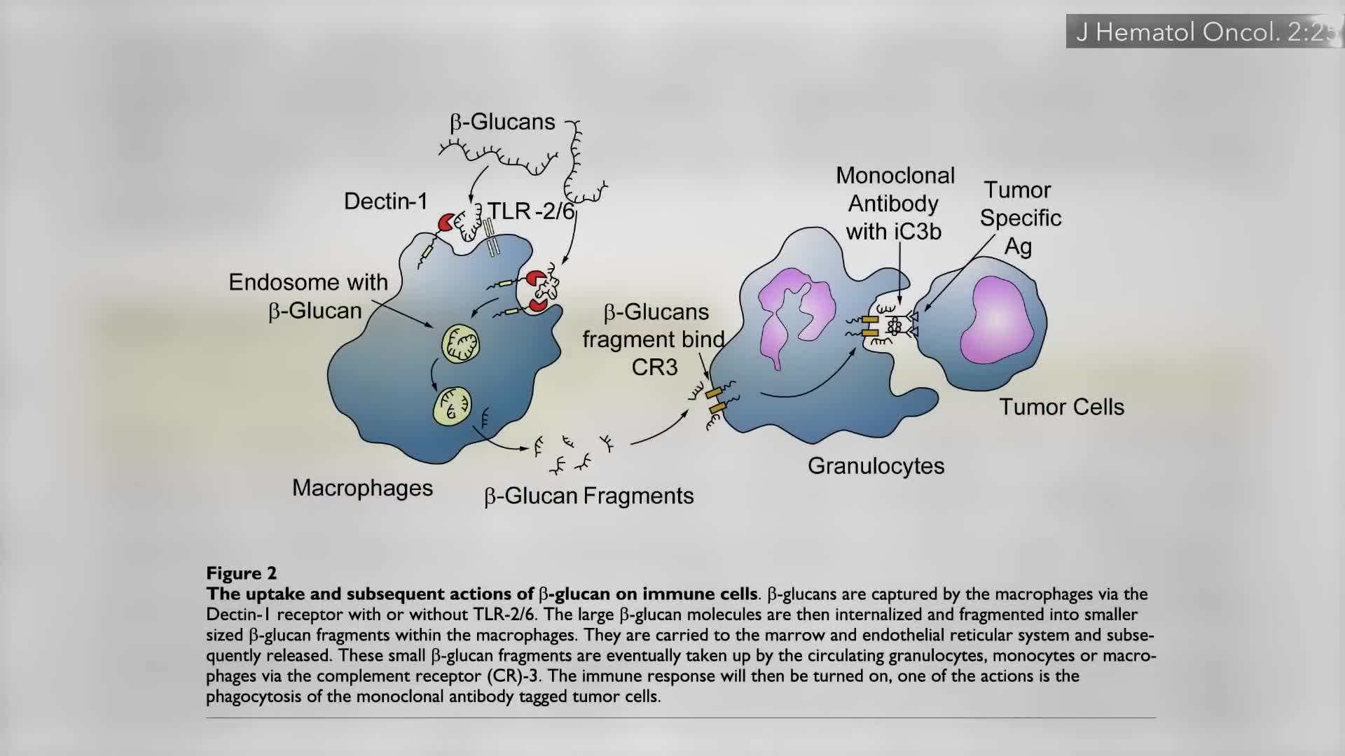 Activating Immune Cells