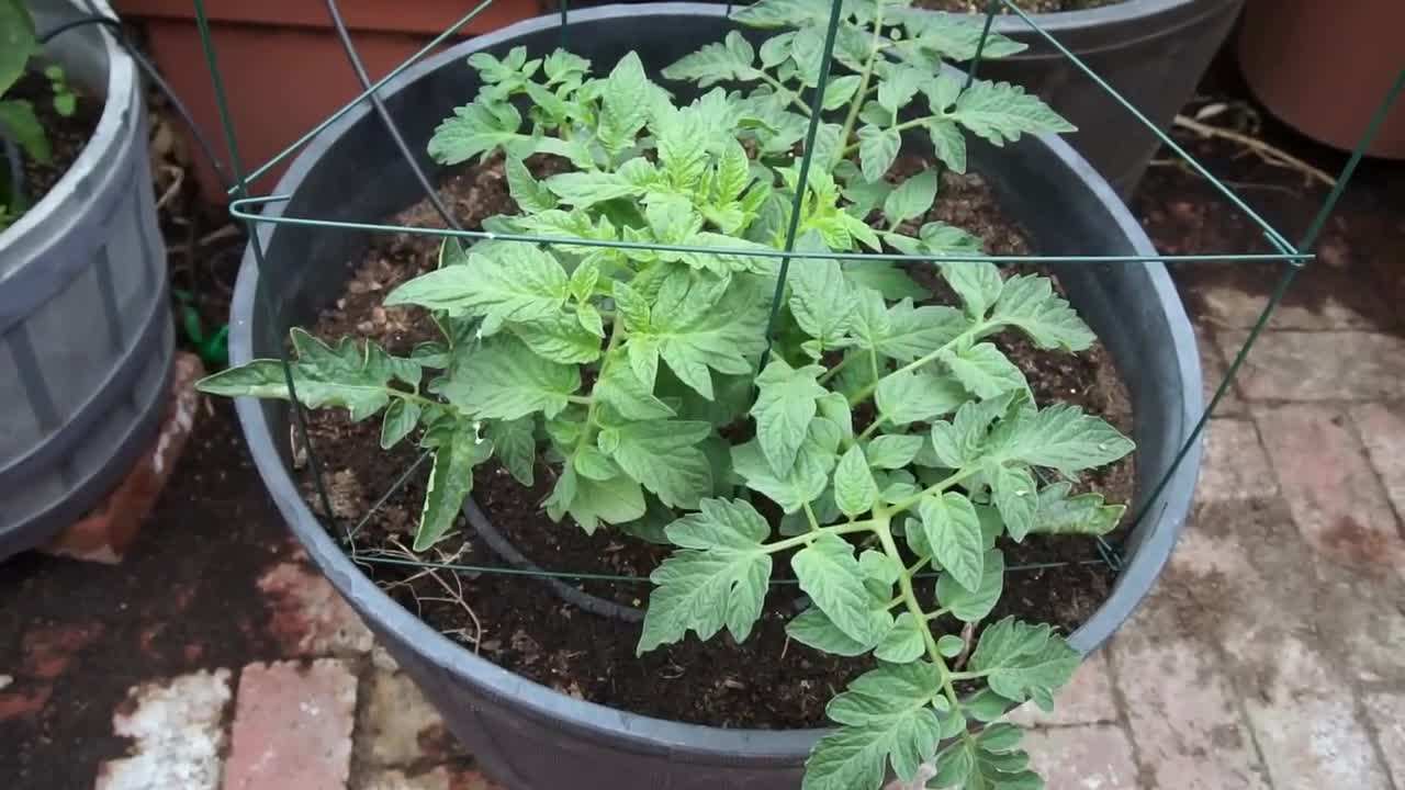 Whiskey barrel container for growing tomatoes