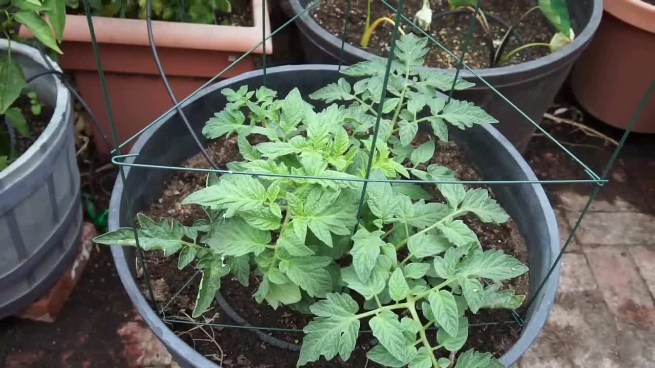 Tomato plant growing in a whiskey barrel container