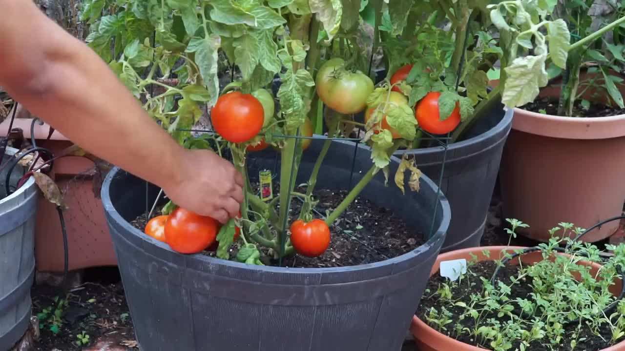 Mountain Pride Hybrid Tomato by Bonnie Plants