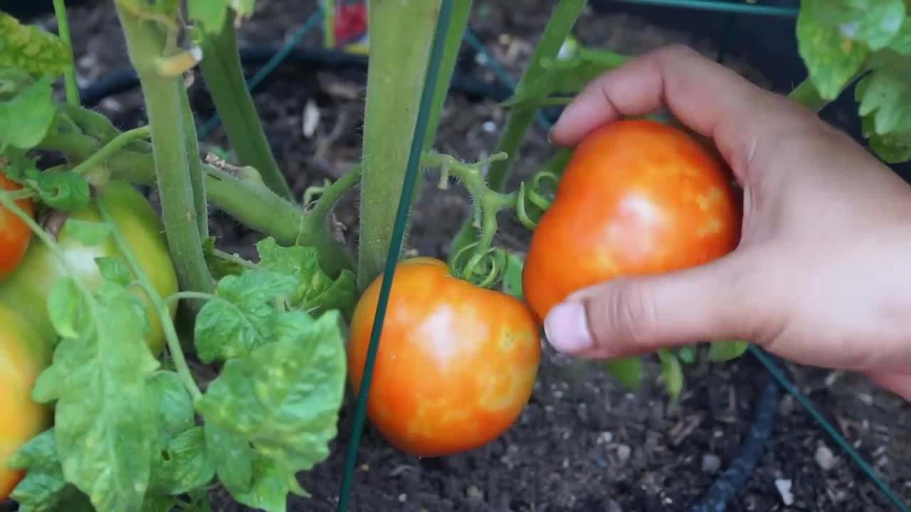 Harvesting ripe tomatoes from the plant