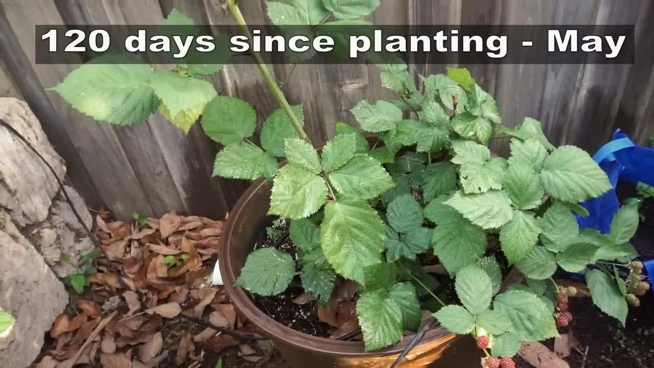 Ripe Blackberries Ready for Harvest