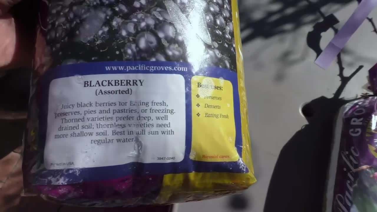 Assorted Blackberry Trees at Garden Stores