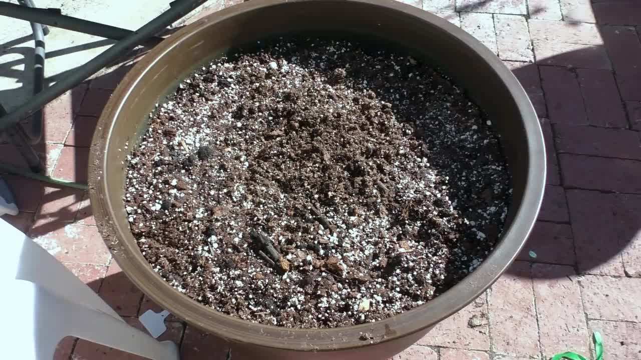 Planting the Blackberry Bush in Containers