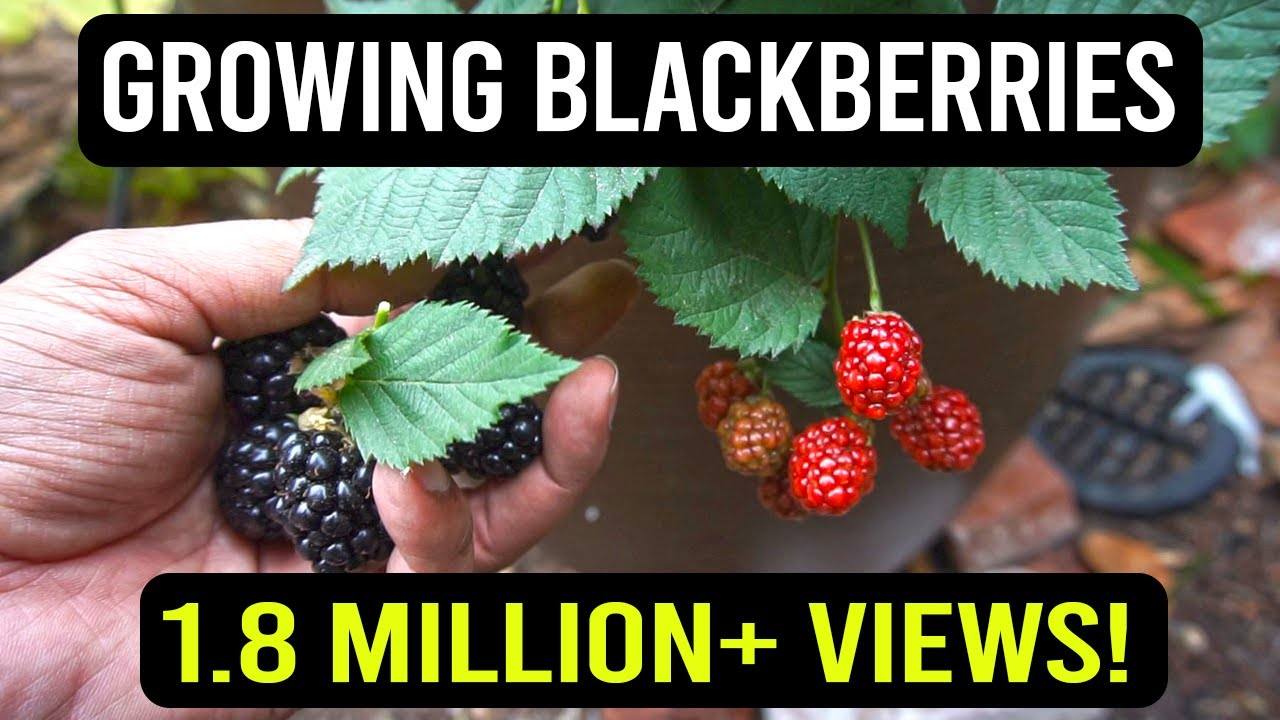 The Ultimate Guide to Growing Blackberries in Containers