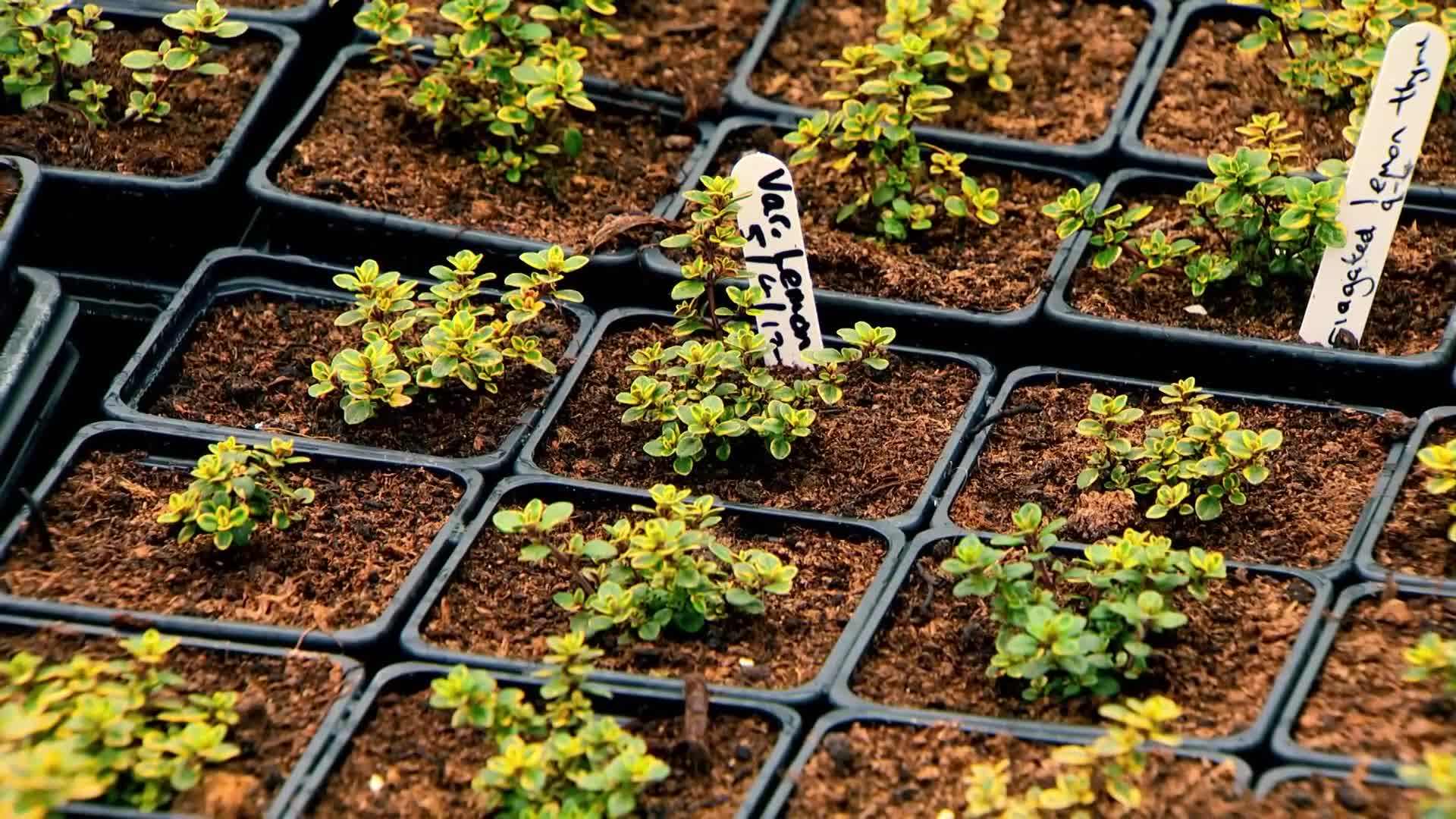 Thyme Varieties