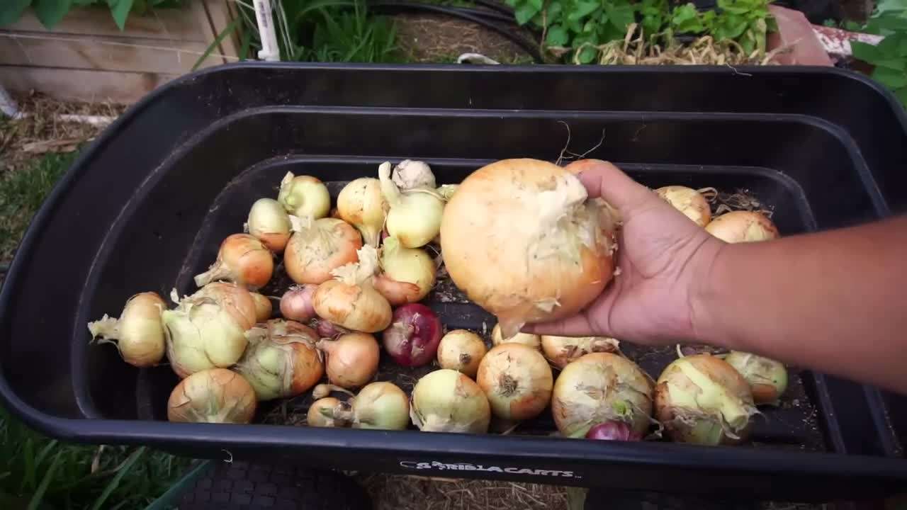 Harvested onions from the raised bed