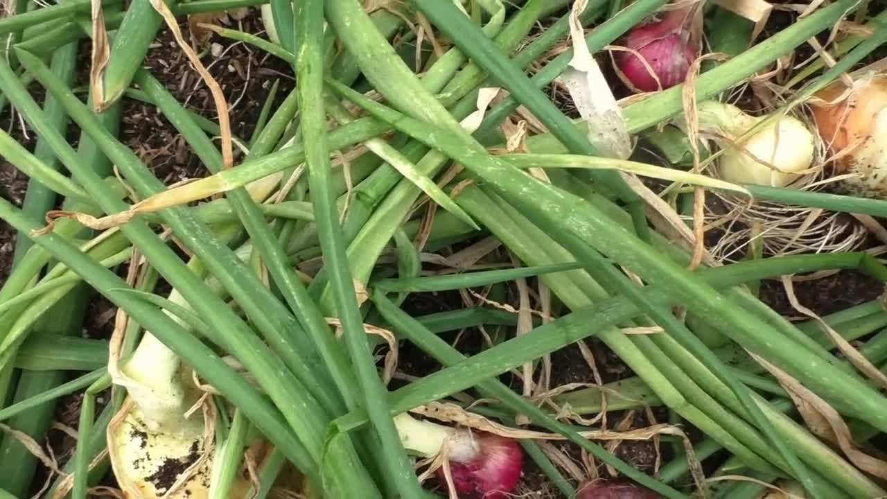 Onion seeds and seedlings in raised beds