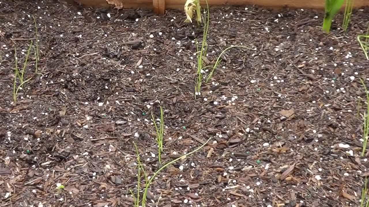 Hybrid Granex Yellow Onions