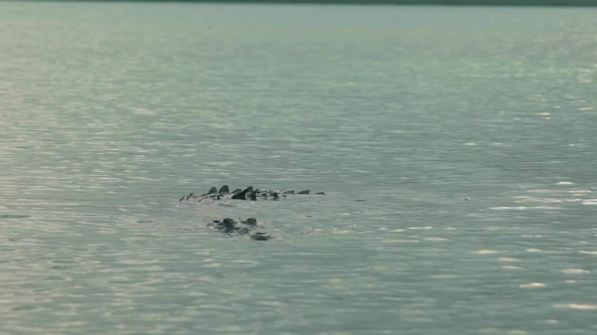 Encountering Unique Island Wildlife