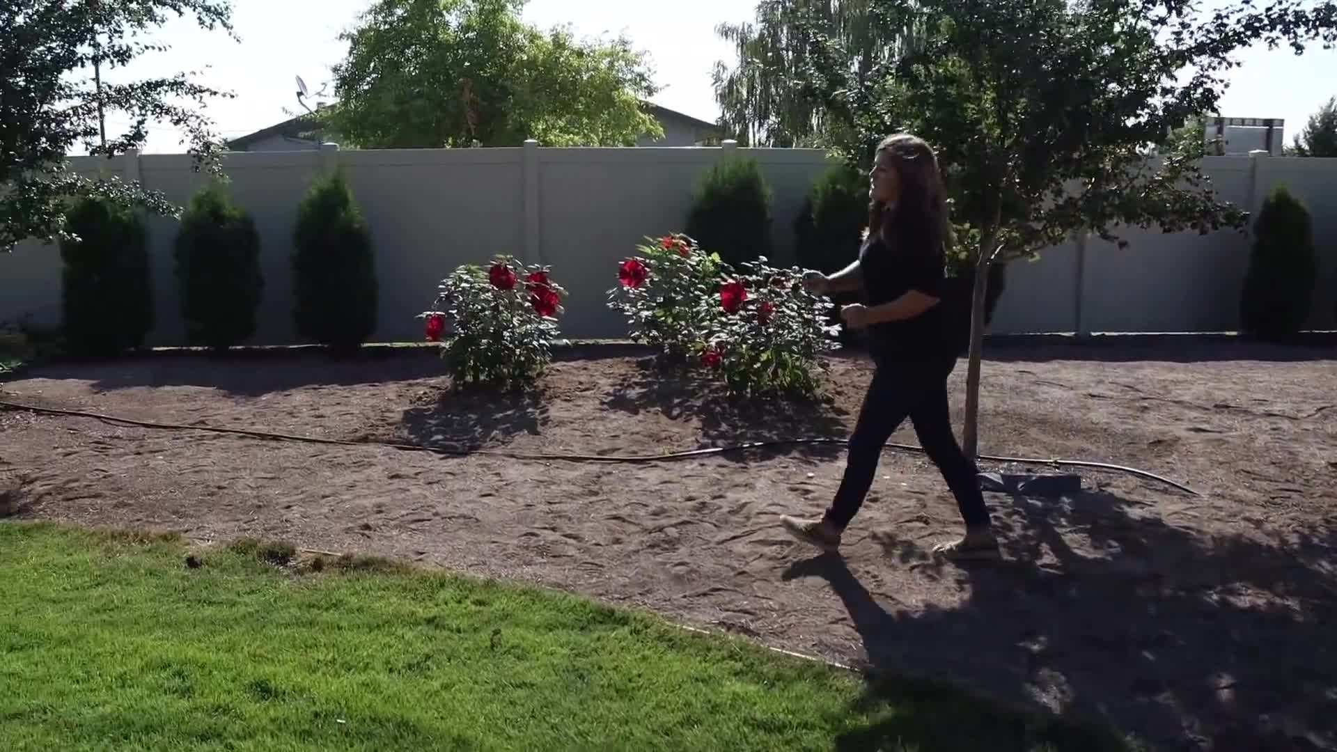Mature Summerific Hibiscus Plant