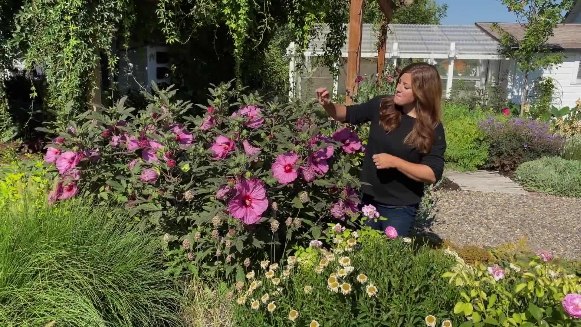 Mature Summerific Berry Awesome Hibiscus