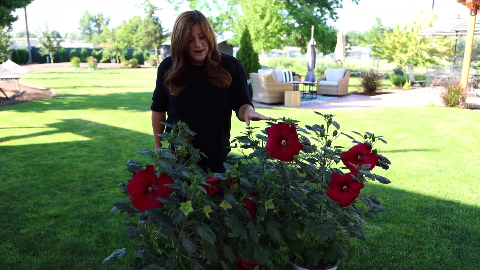 Summerific Hibiscus in Full Bloom