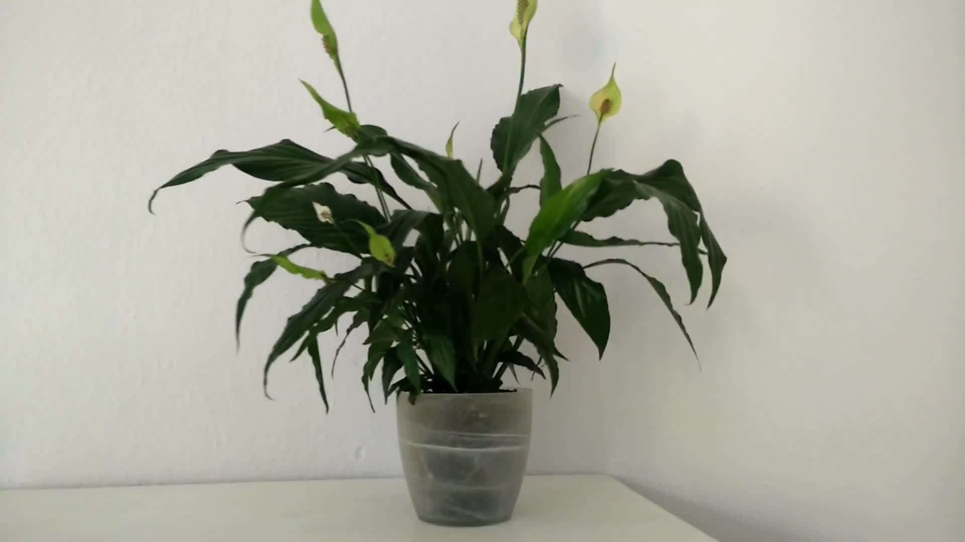 Peace Lily Plant - An Air-Purifying Plant for the Bedroom