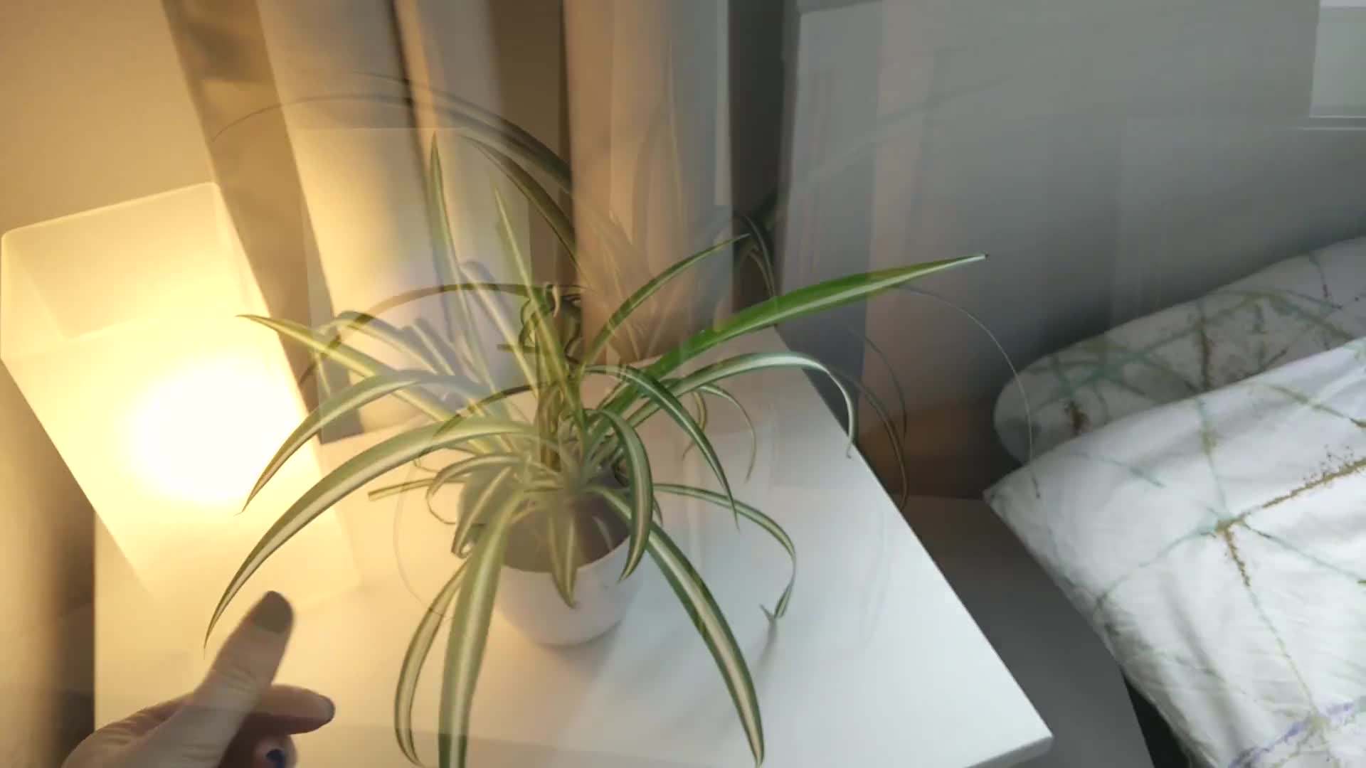 Aloe Vera Plant - Another Air-Purifying Plant for the Bedroom