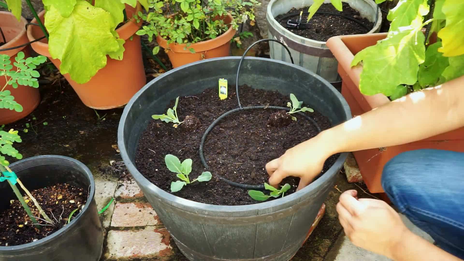 Cauliflower Growing in Containers