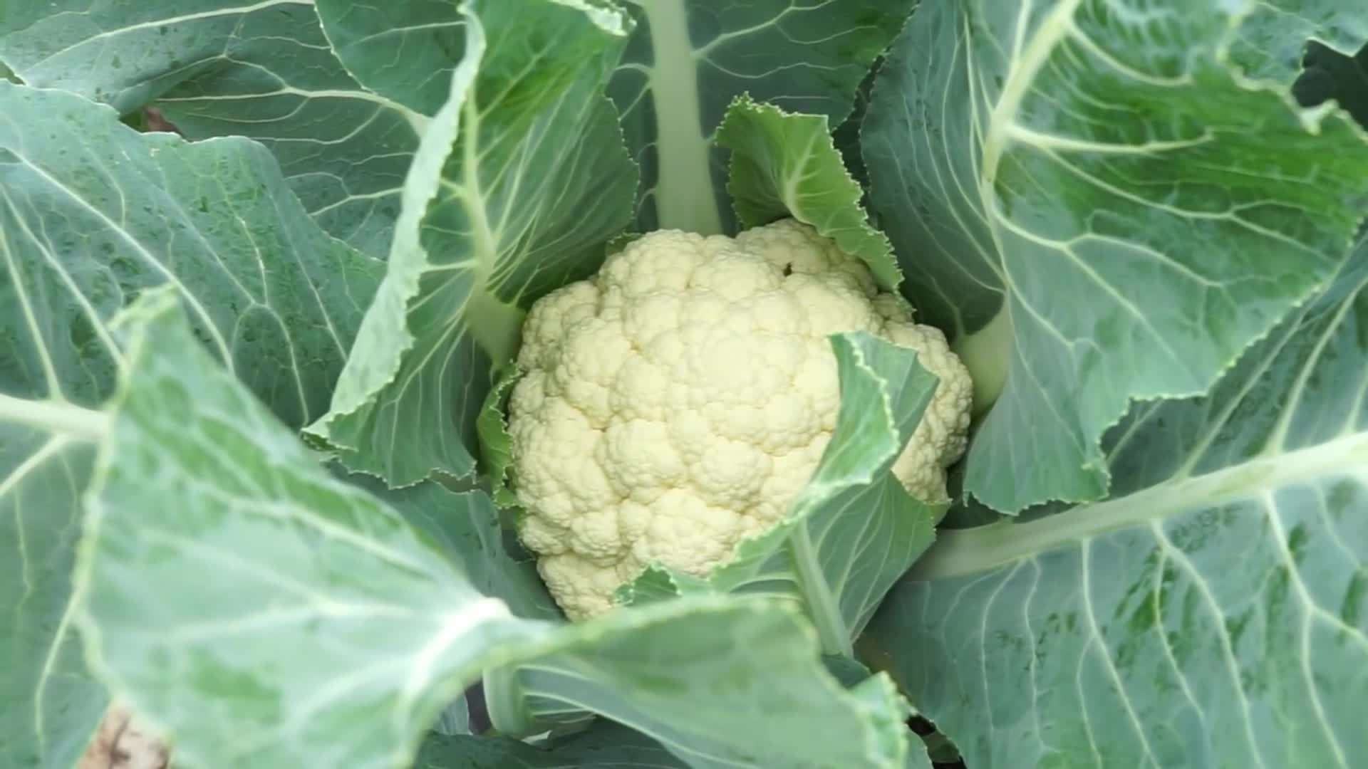 White Cloud Hybrid Cauliflower Plant Profile
