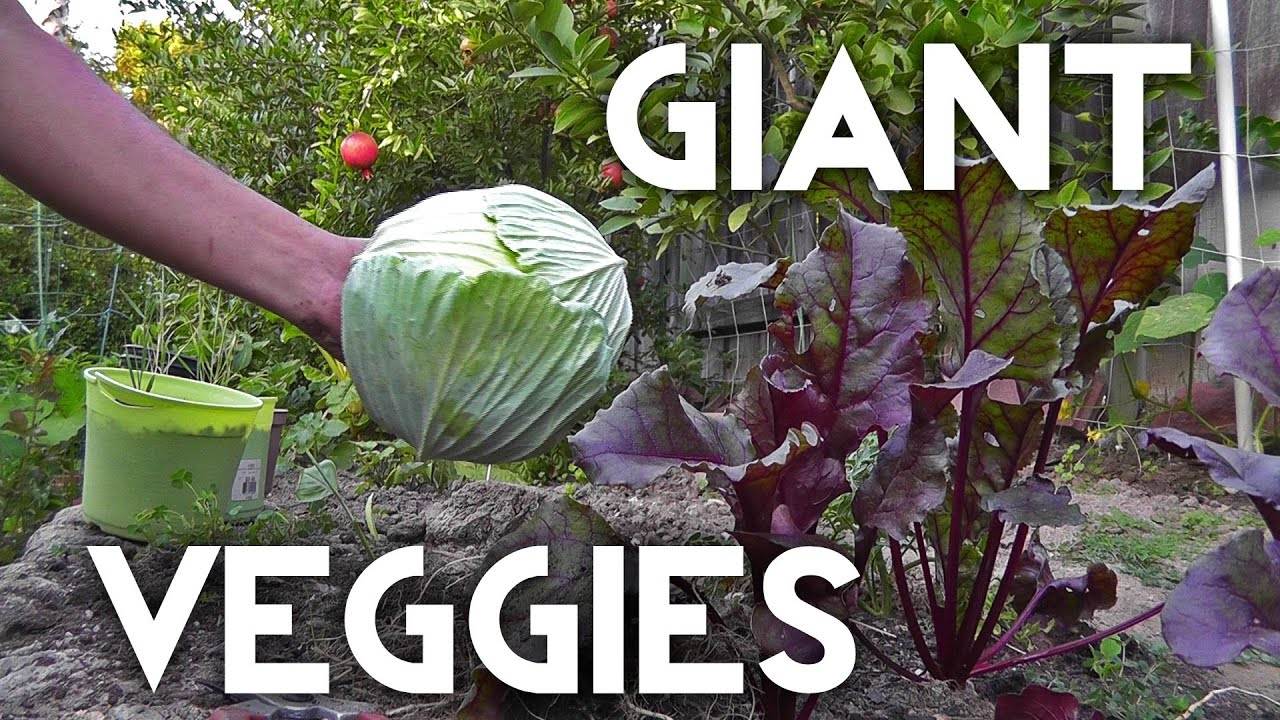 Growing Giant Vegetables: A Comprehensive Guide to Cultivating Oversized Produce