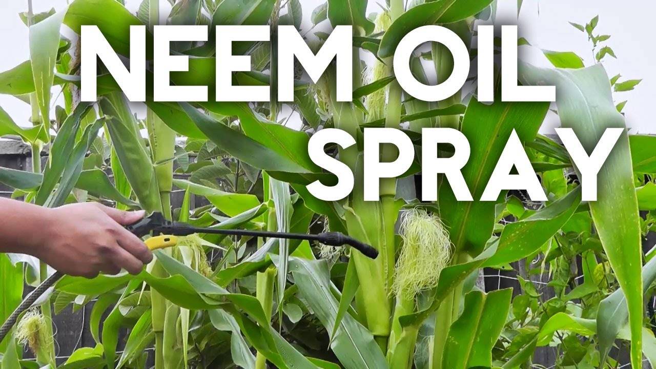Organic Pest Control with Neem Oil: A Comprehensive Guide