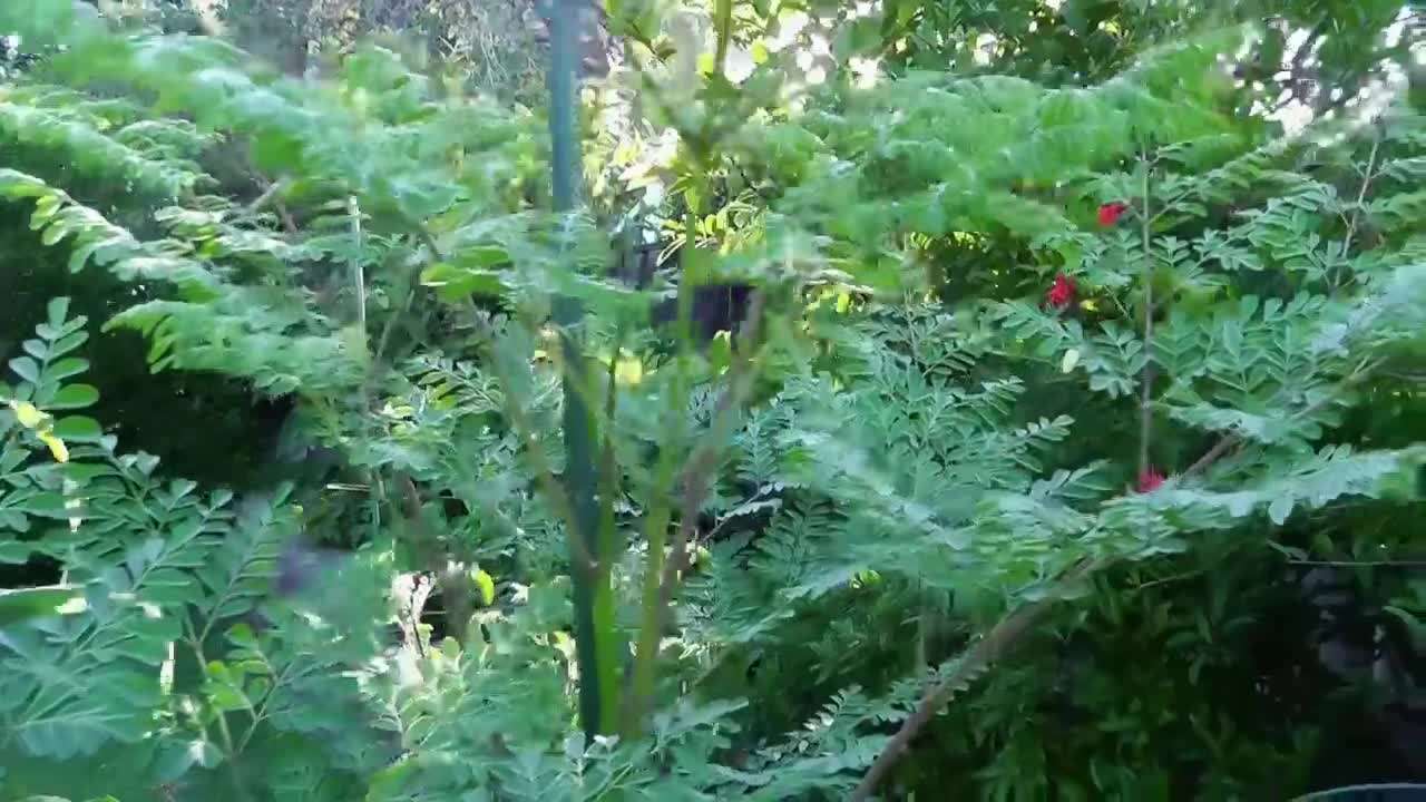 Thriving Moringa plant after a year
