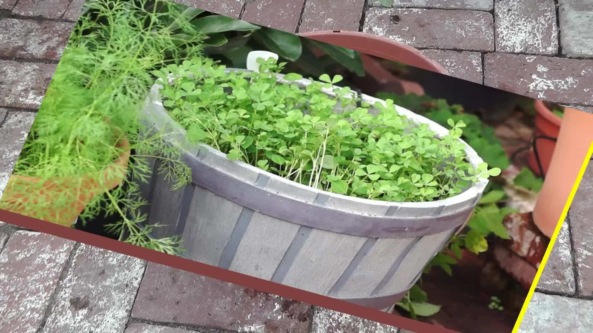 Sowing Fenugreek Seeds in the Container