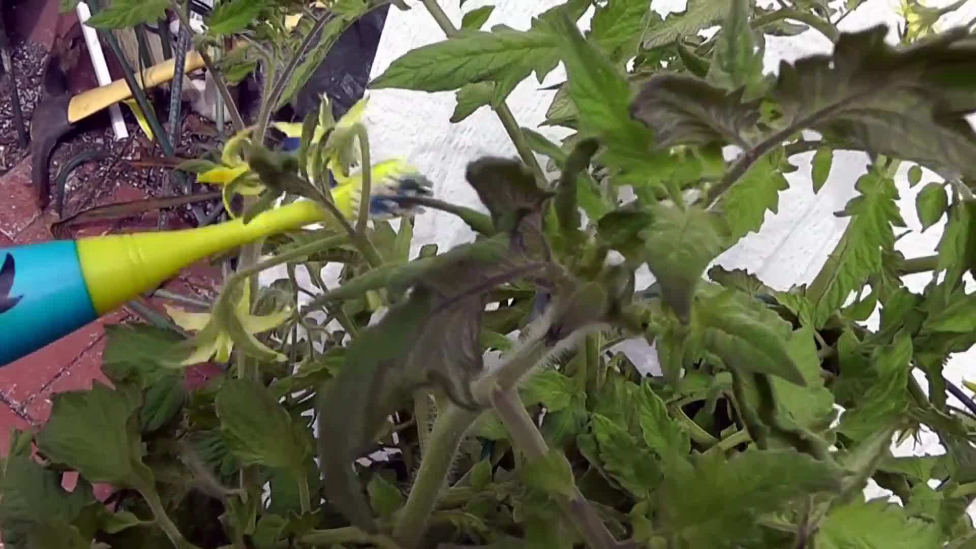 Pollinating Tomato Plants with a Toothbrush