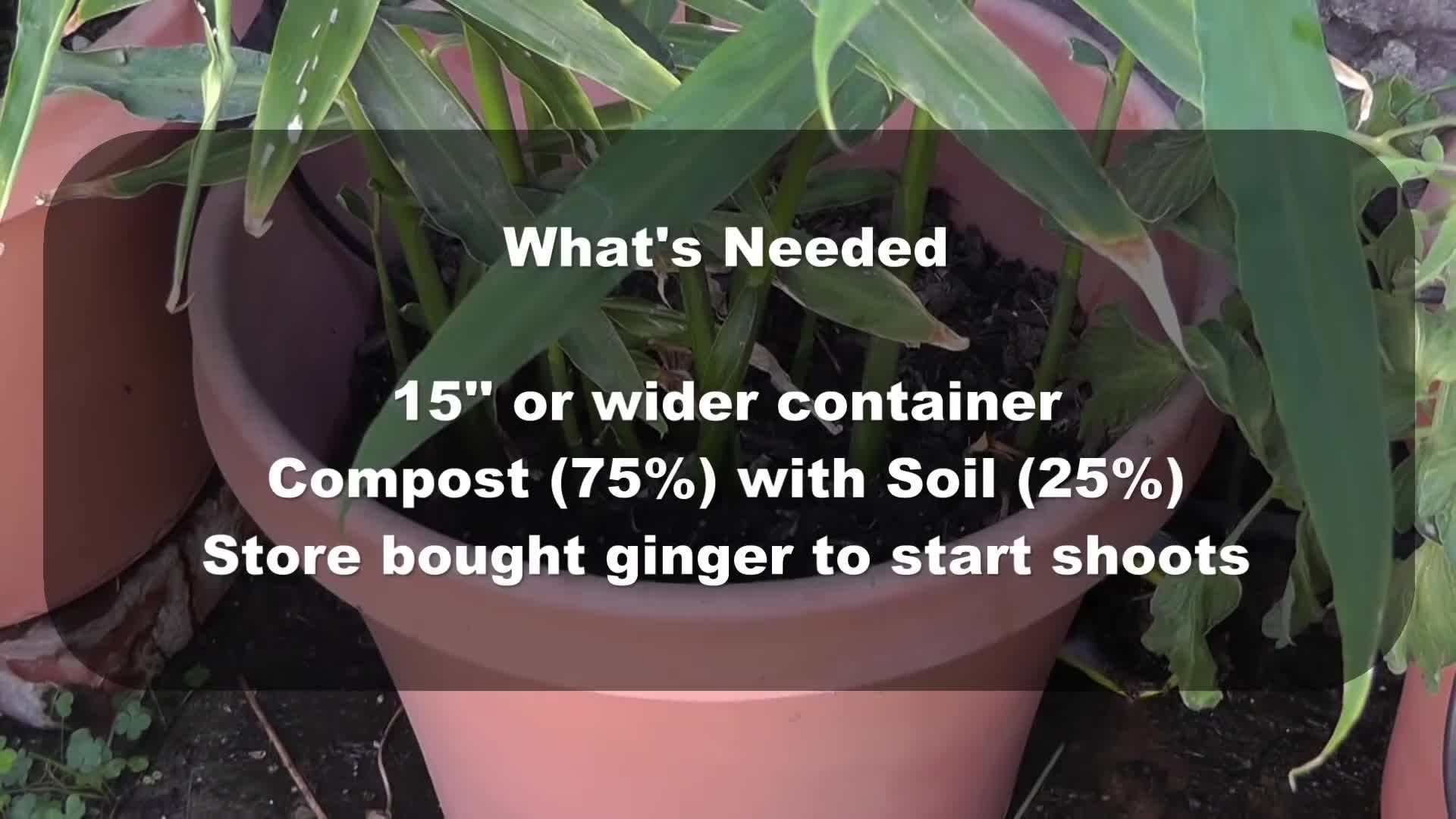 Selecting the Right Container for Growing Ginger
