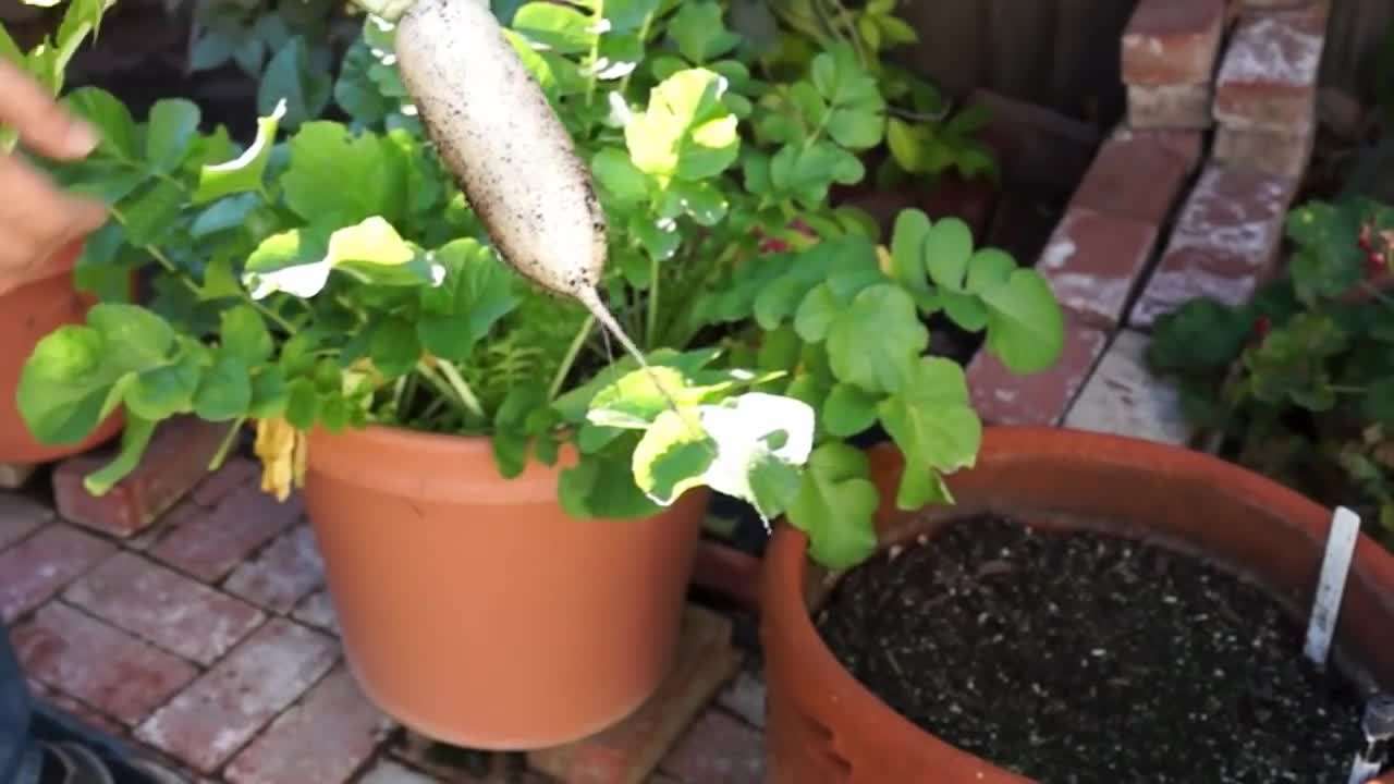 Edible Radish Greens