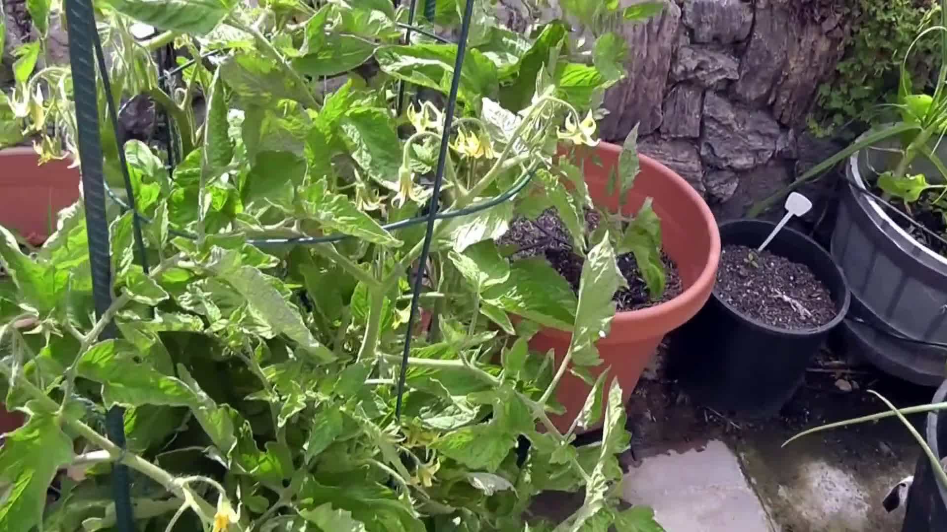 Hand Pollination Technique in Action