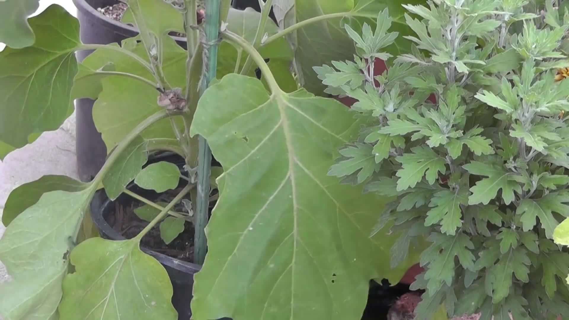 Epsom Salt Solution for Thriving Eggplants