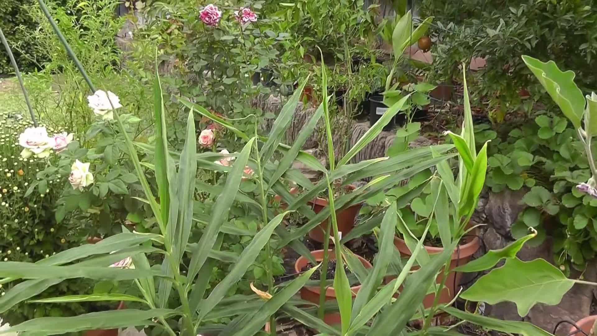 Ginger Flower Blooming in Container
